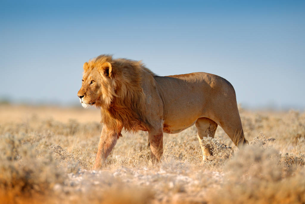 Lejon i Tanzania Lejon