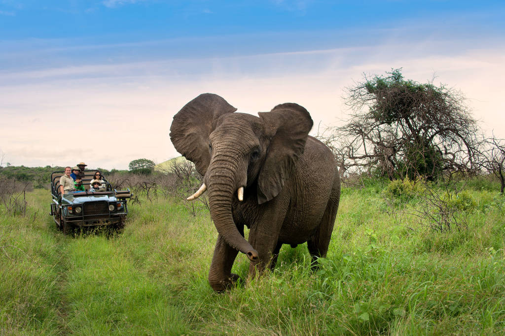 Elefant framför jeep på safari på grön savann, Sydafrika