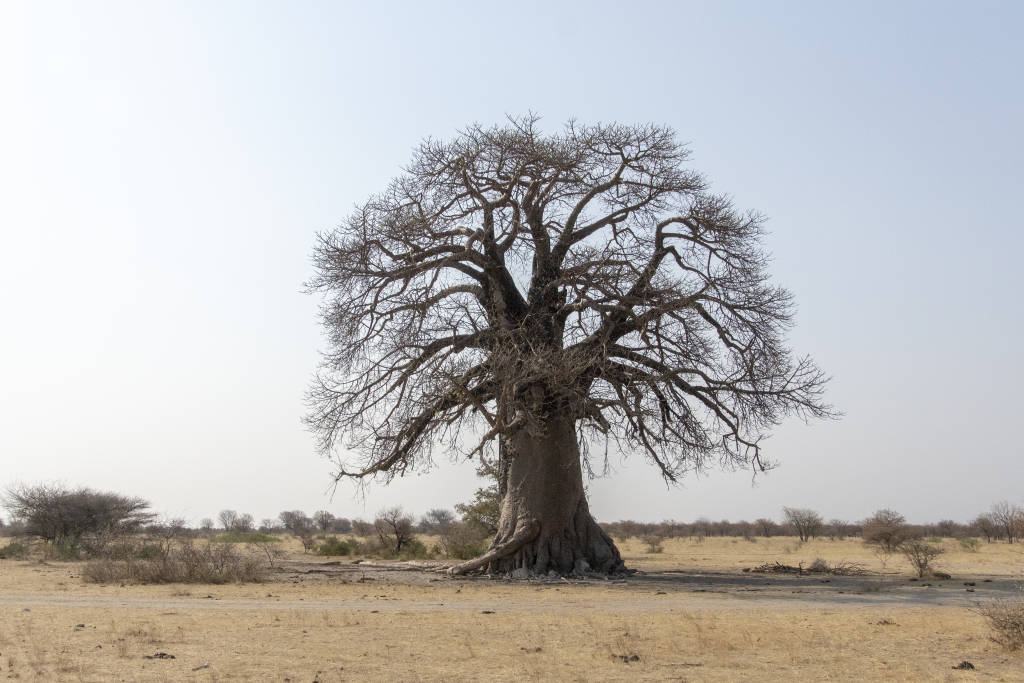 Baobab-træer ved Kalahari Salt Pans