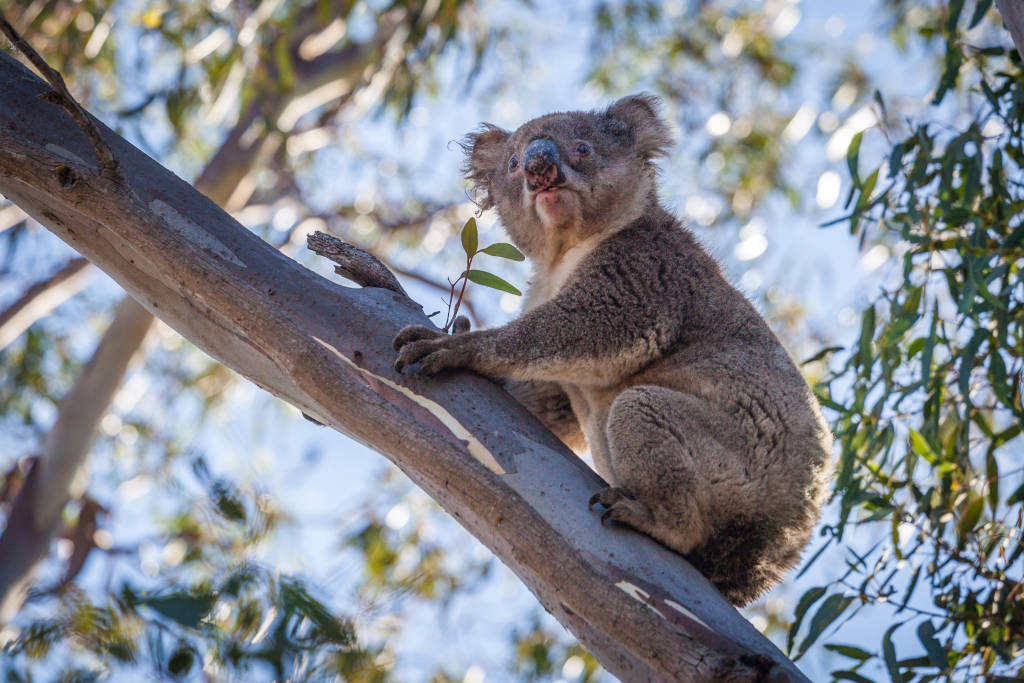 5 bra ställen att se koalor i det vilda