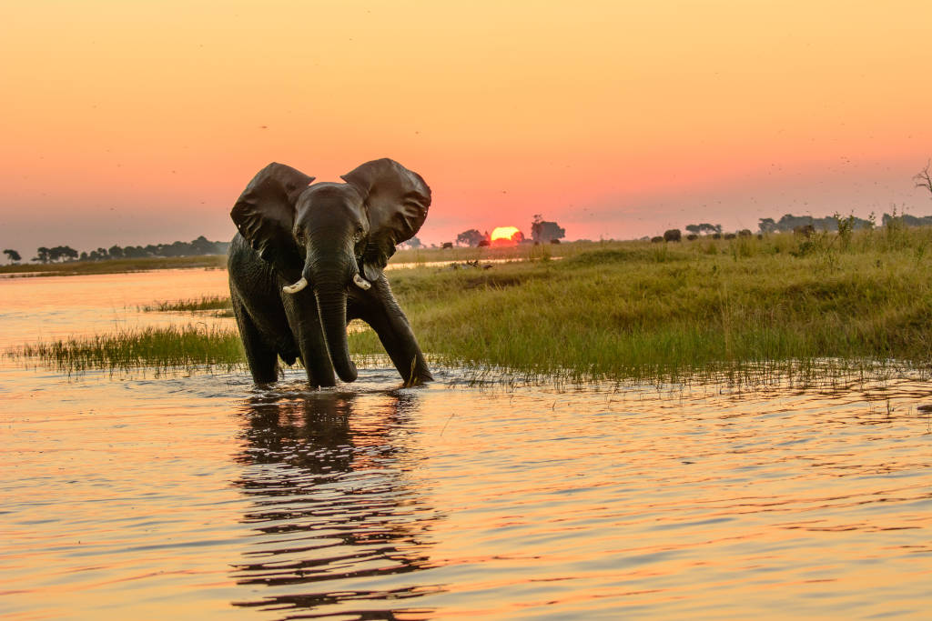 5 anledningar att besöka Botswana under den gröna säsongen