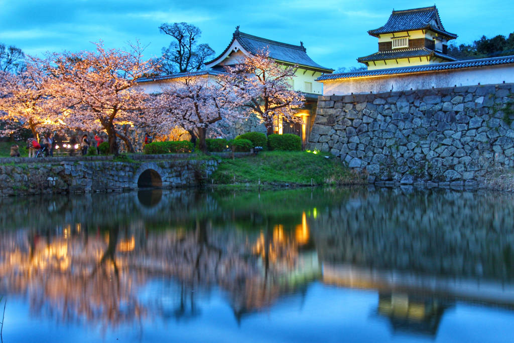 Upplev den magiska körsbärsblomningen i Japan