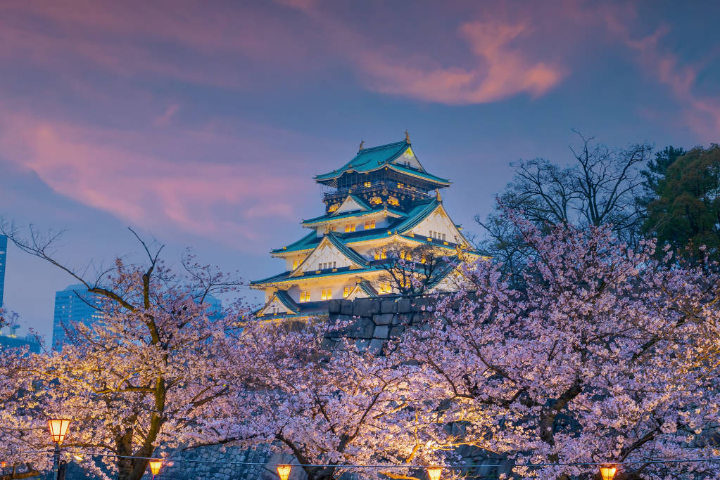 Upplev den magiska körsbärsblomningen i Japan