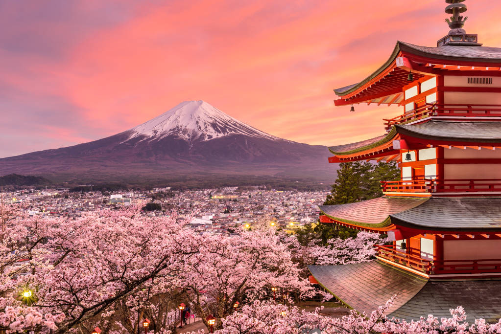 Upplev den magiska körsbärsblomningen i Japan