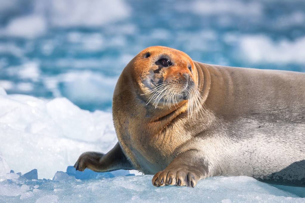 Seal Arctic Animal Baby Seal In The Arctic Animal Decor Art Board Seal Arctic Animal Baby Seal In The Arctic Animal Decor Art Board