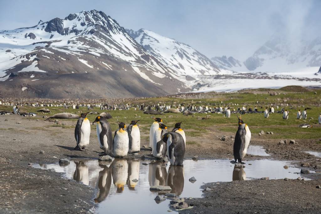 What Is A Penguin Habitat