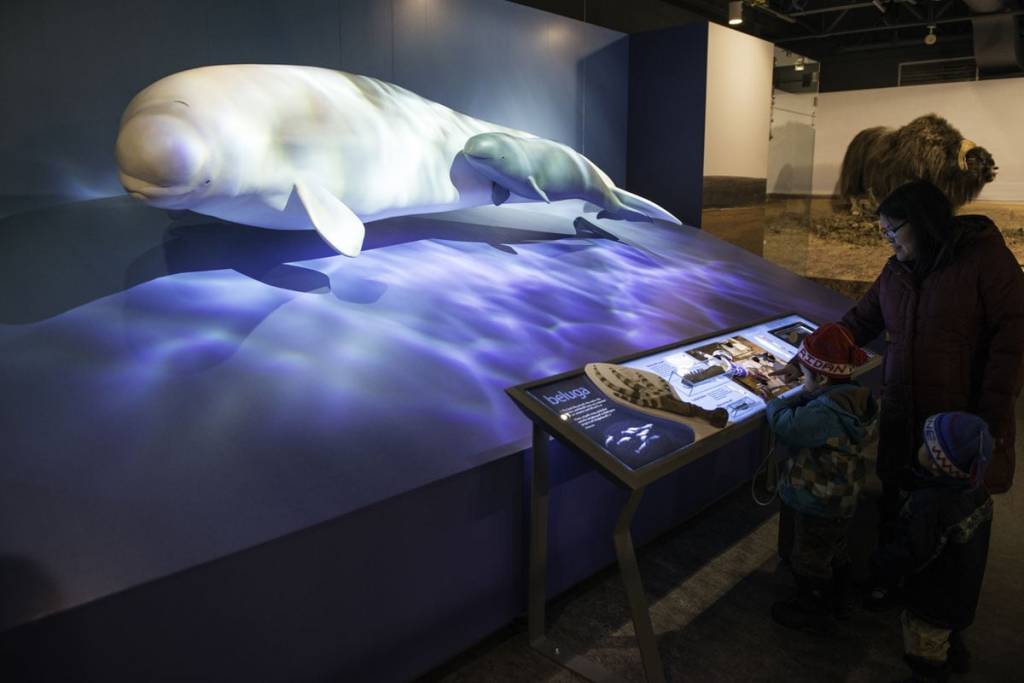 Beluga Diorama at the Prince of Whales Northern Heritage Centre