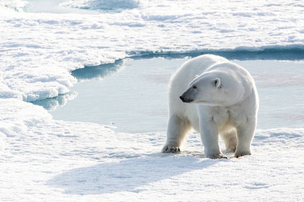 Meet the Polar Bear