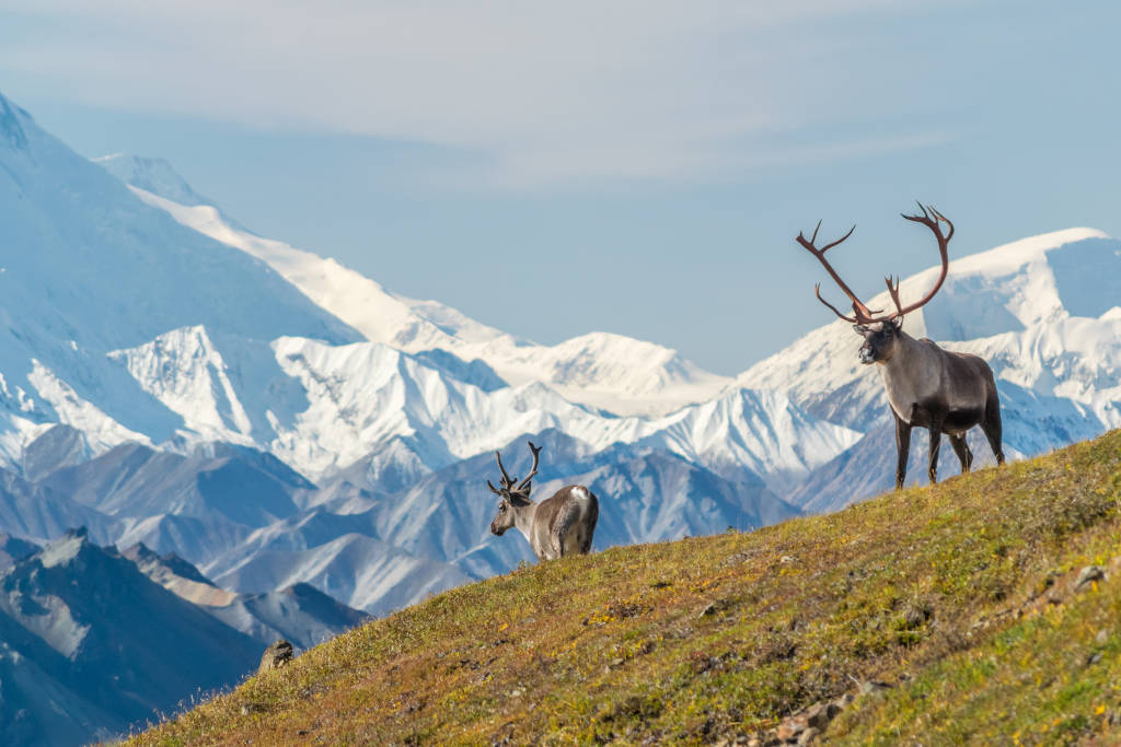 Best Things to Do In Alaska During the Summer