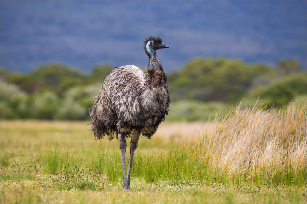 10 Native Australian Animals