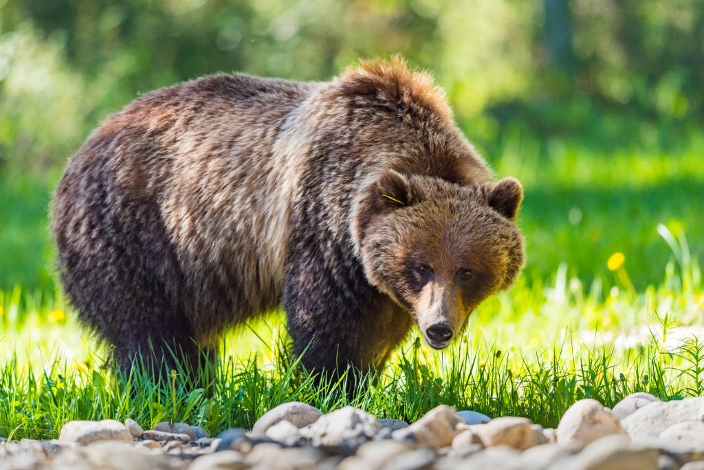 Brown Bear