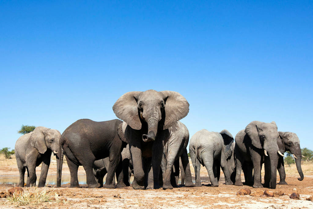 Elephants in Botswana