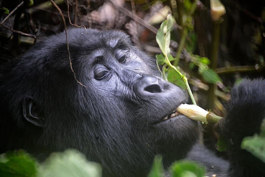 Mountain Gorilla in Uganda