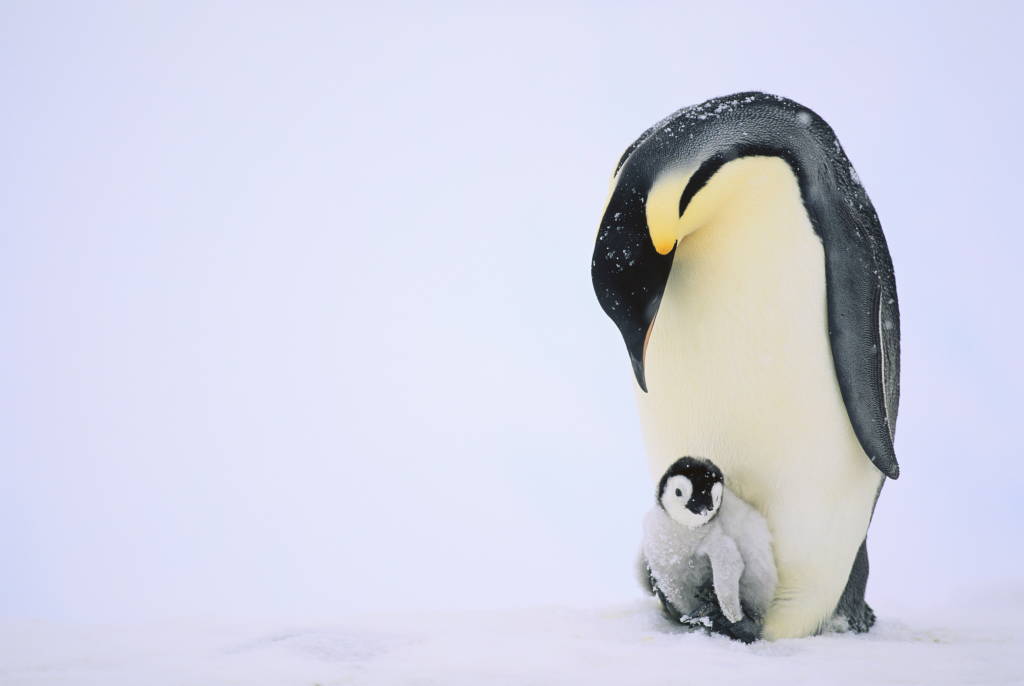 Penguin