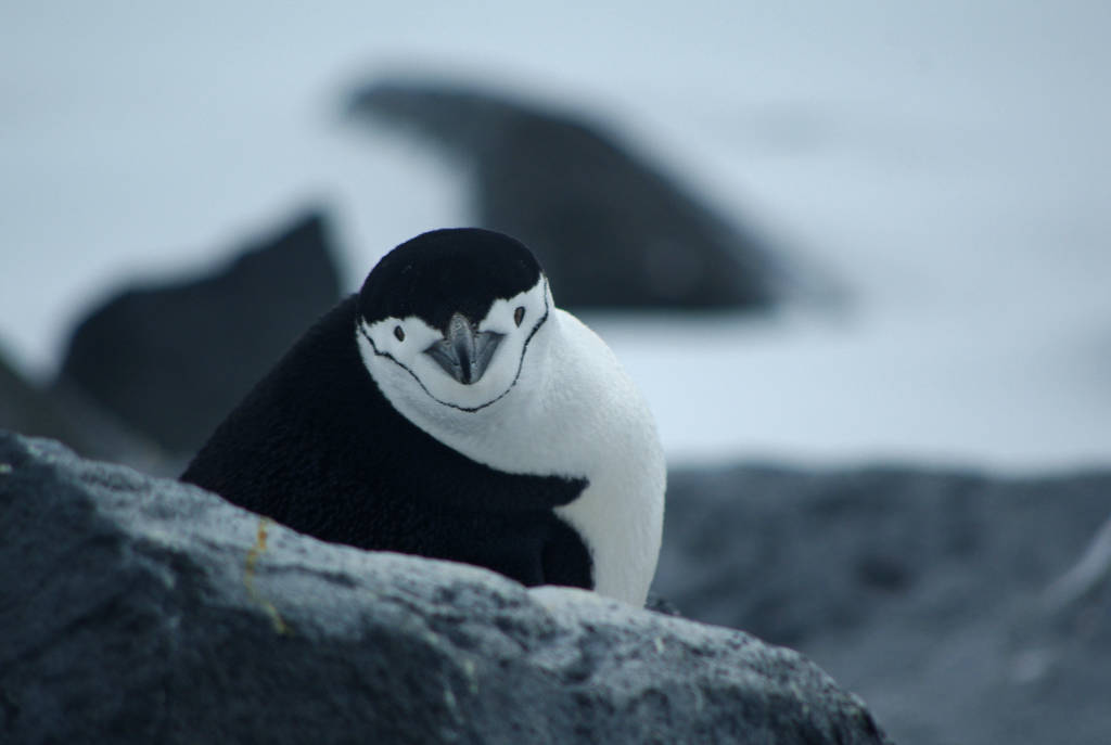 10 Fun Facts About Penguins