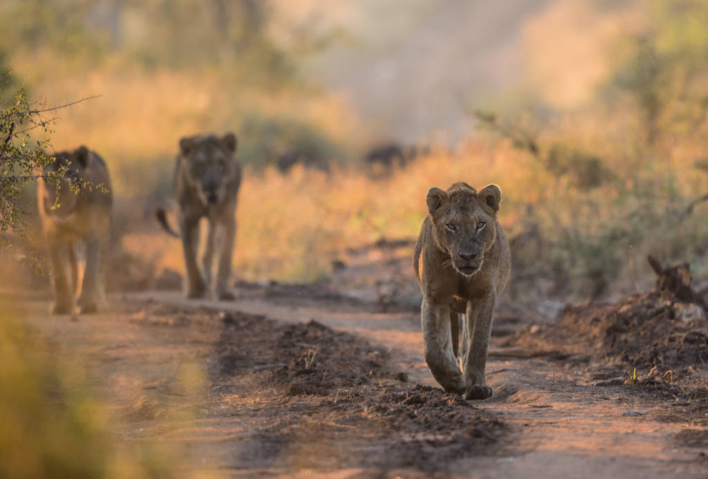 Lions in Kruger