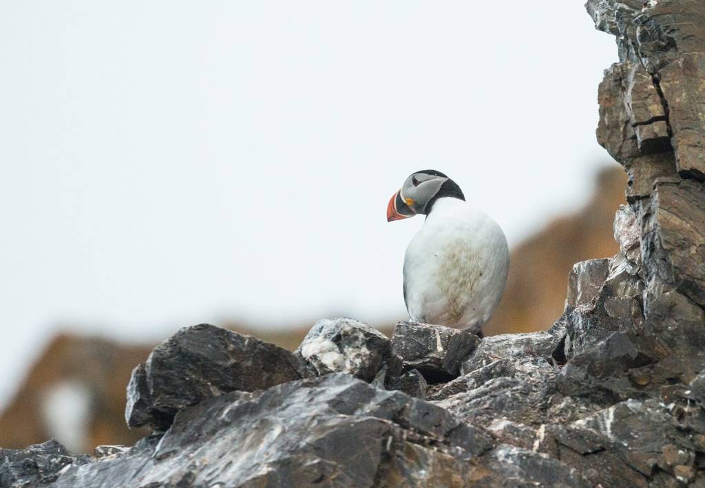 Where to see Puffins in the Faroe Islands