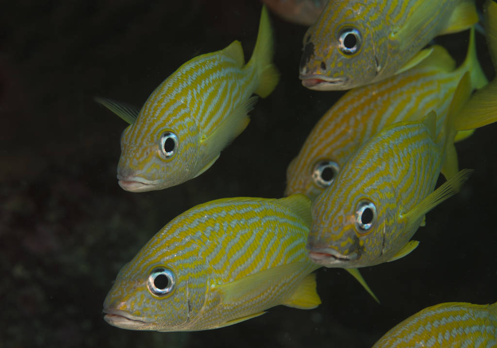 bvi