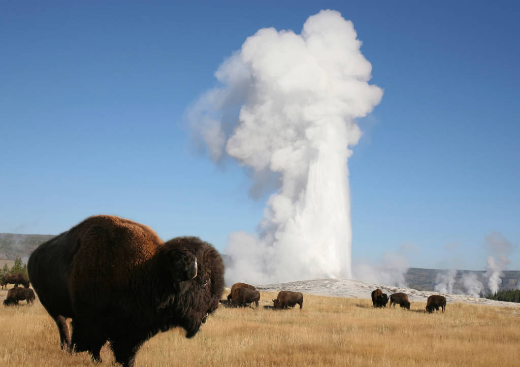 Yellowstone Wildlife Trek