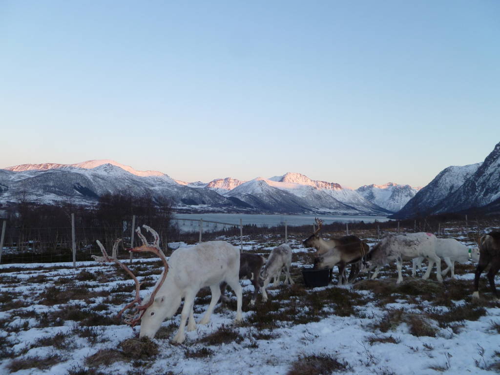 Reindeer grazing