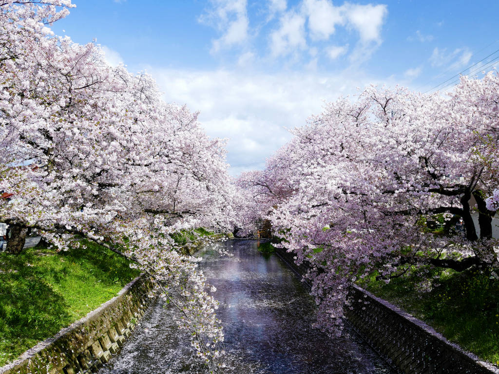 Upplev den magiska körsbärsblomningen i Japan