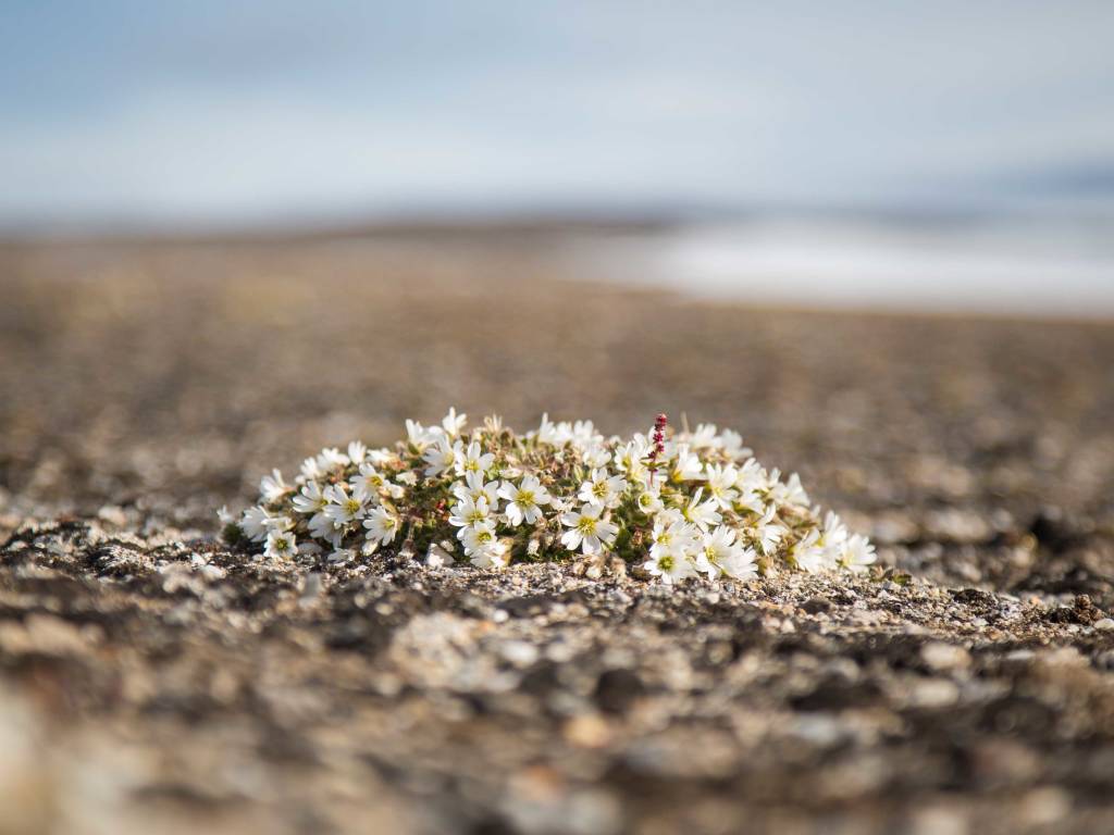 Our 5 Prettiest Arctic Flowers