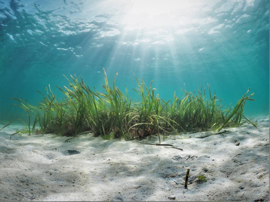 Underwater 