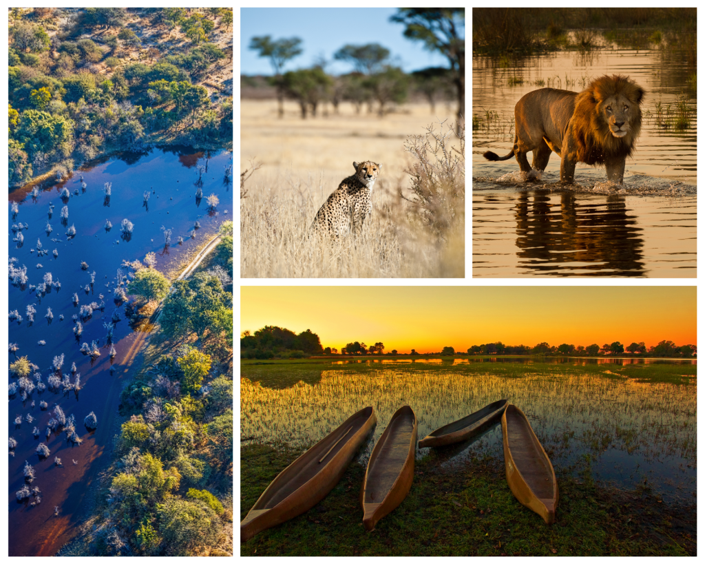 De bästa safariupplevelserna i Okavangodeltat