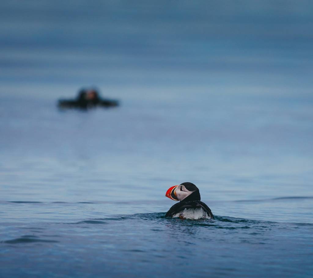Where to see Puffins in the Faroe Islands