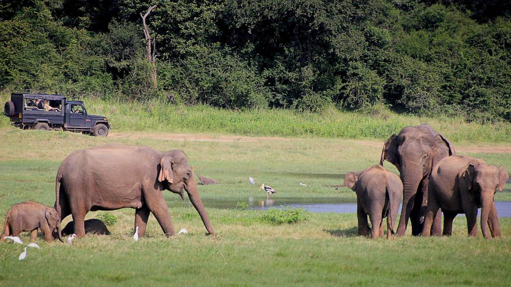 Elephants in Minneriya National Park