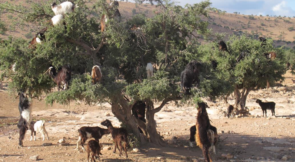 goats in tree