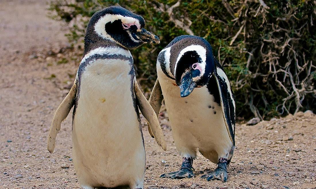 Magellanic Penguins