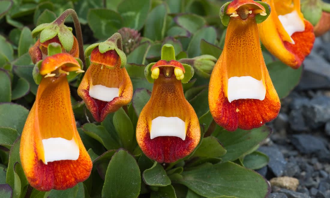 Calceolaria Uniflora Fam Scrophulariaceae