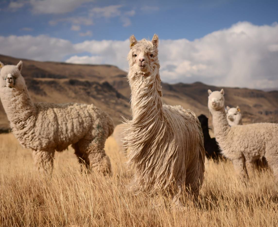 Highlights of Peru