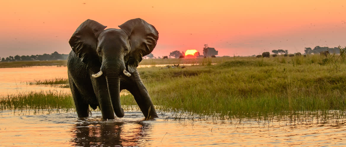 Elephant in front of Botswana sunrise