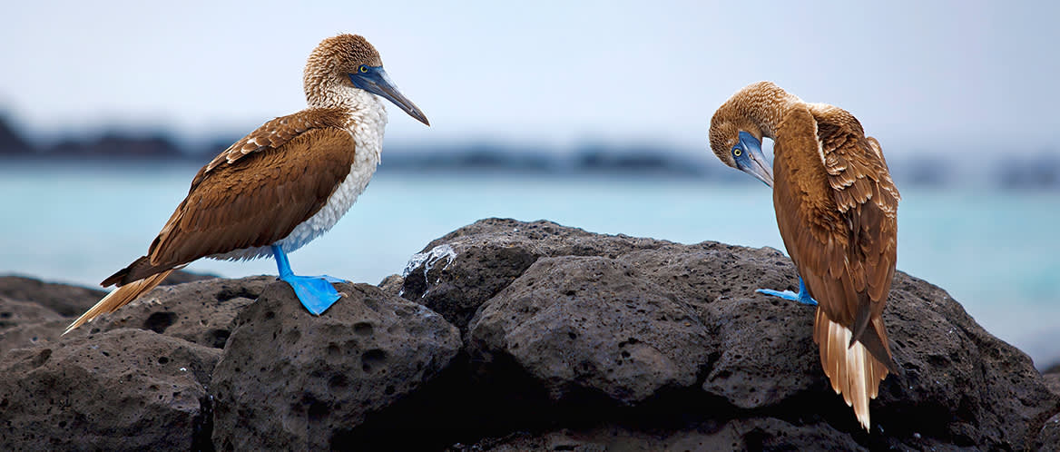 Blue-footed boobys in the Galapagos Islands