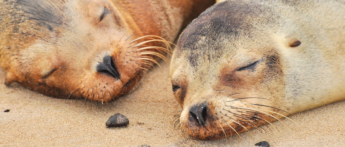 Seals in the Galapagos Islands