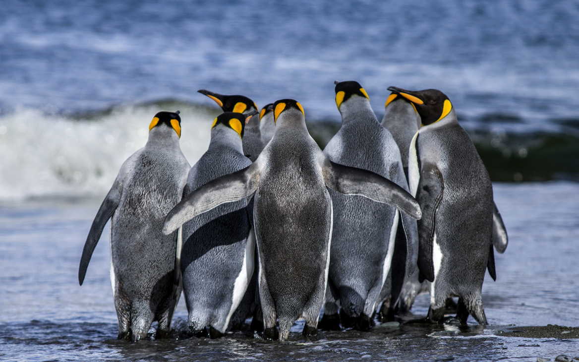 penguins in antarctica