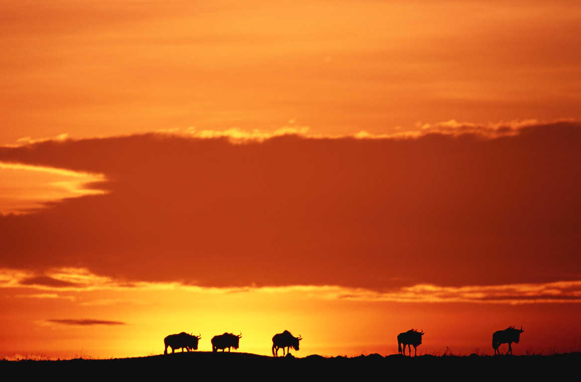 Sunset at Masai Mara