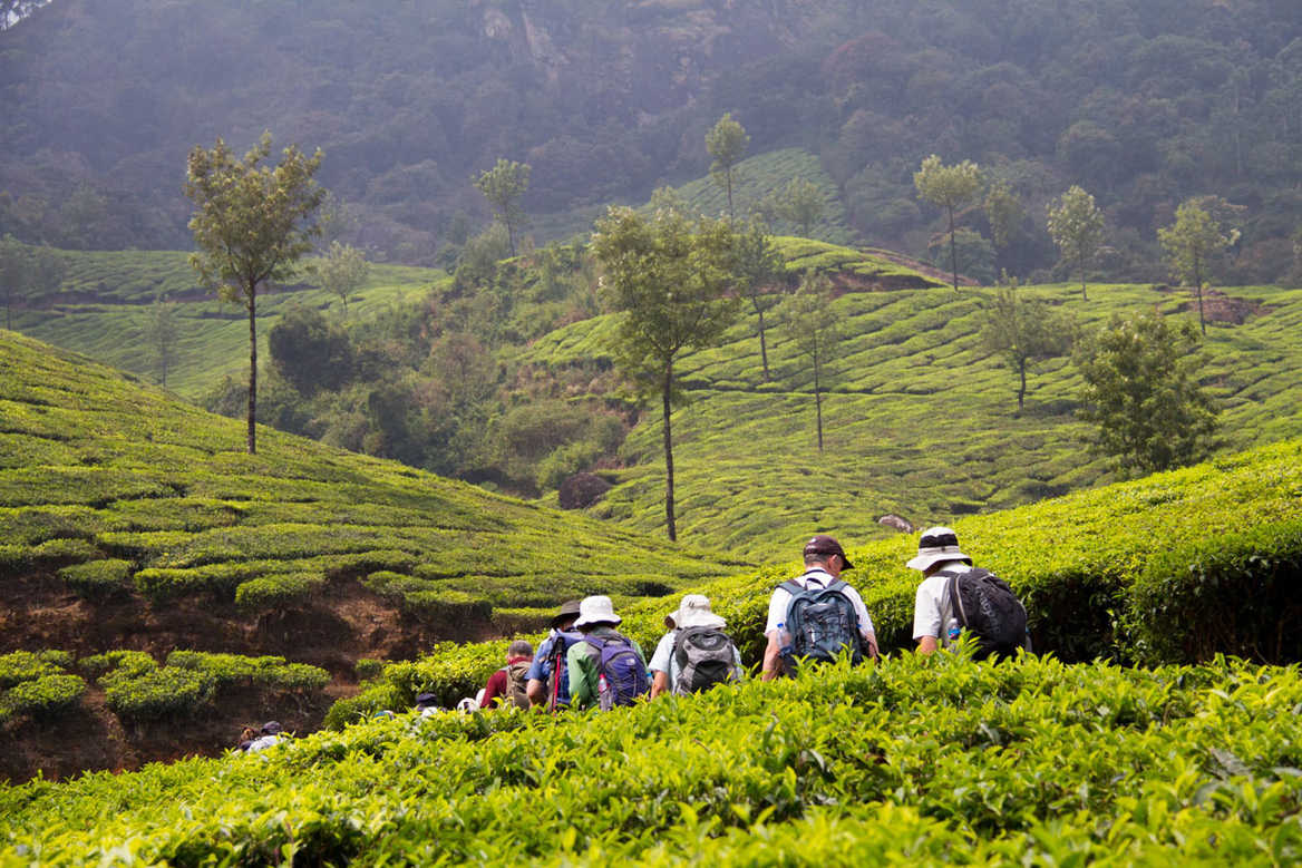 Kerala tea plantations