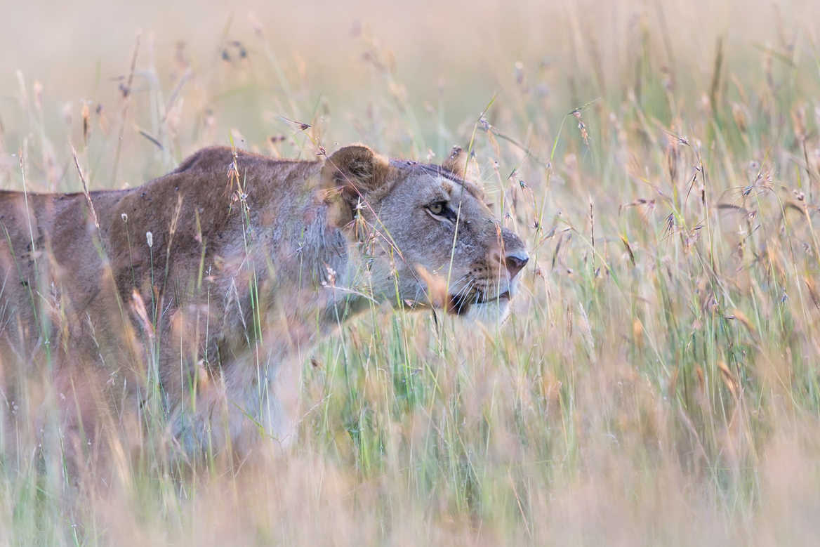 lion in the masai mara