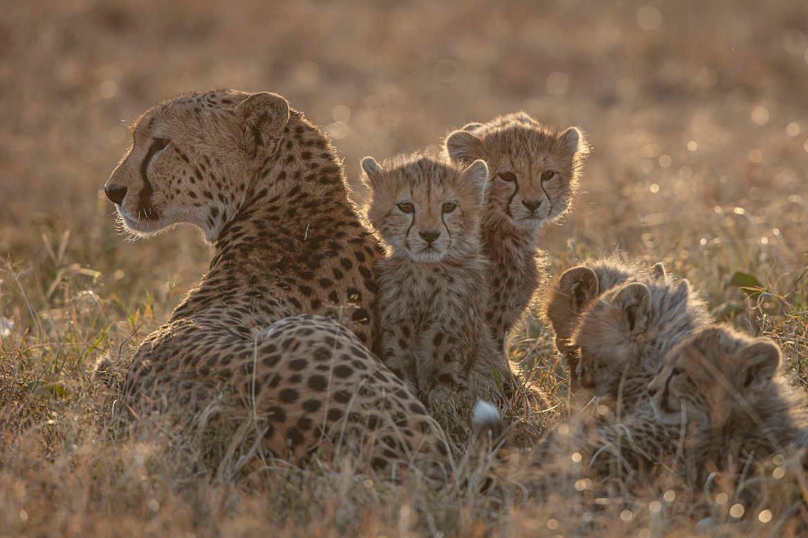 Leopards in the Masai Mara