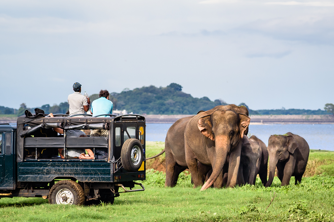 Minneriya Elephant watching in Sri Lanka