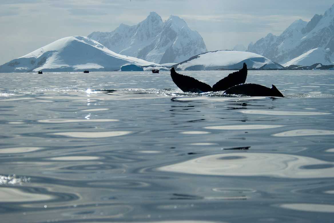 Whales in Antarctica