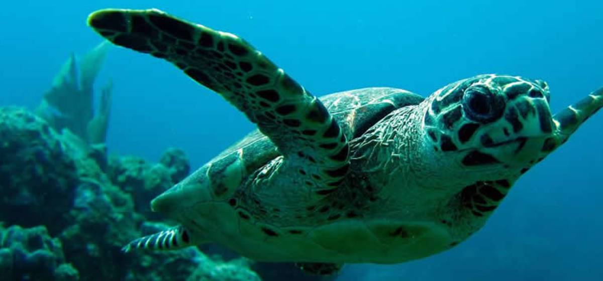 Los Mejores Lugares para Hacer Snorkel en el Caribe