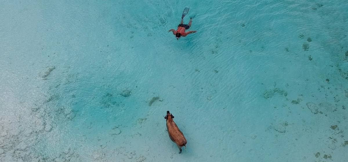 Snorkler meeting the swimming pigs in the Exumas