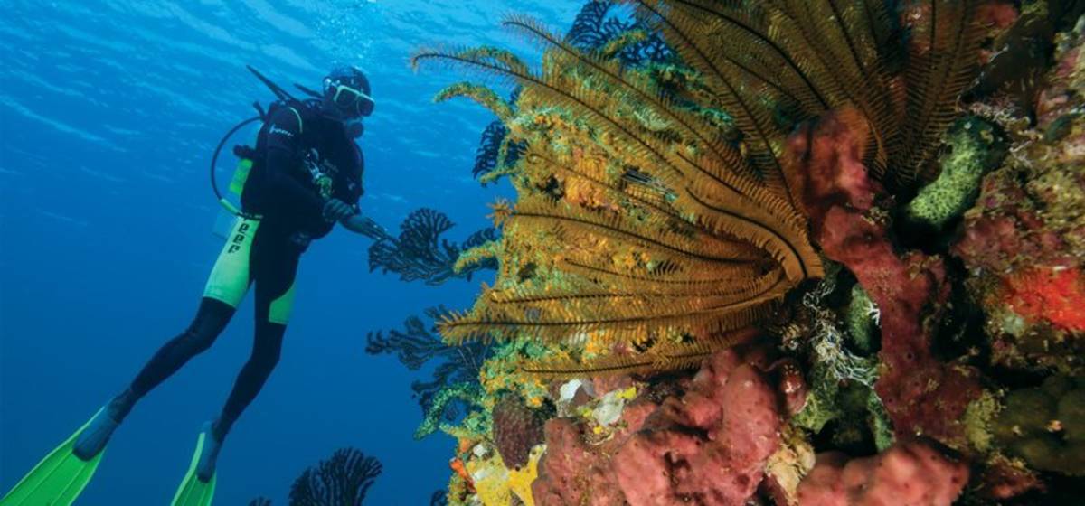 Diving in St Lucia