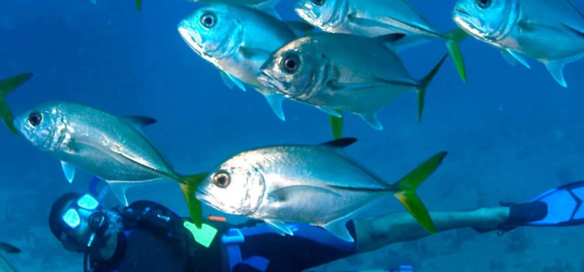 School of silver fish with yellow tail