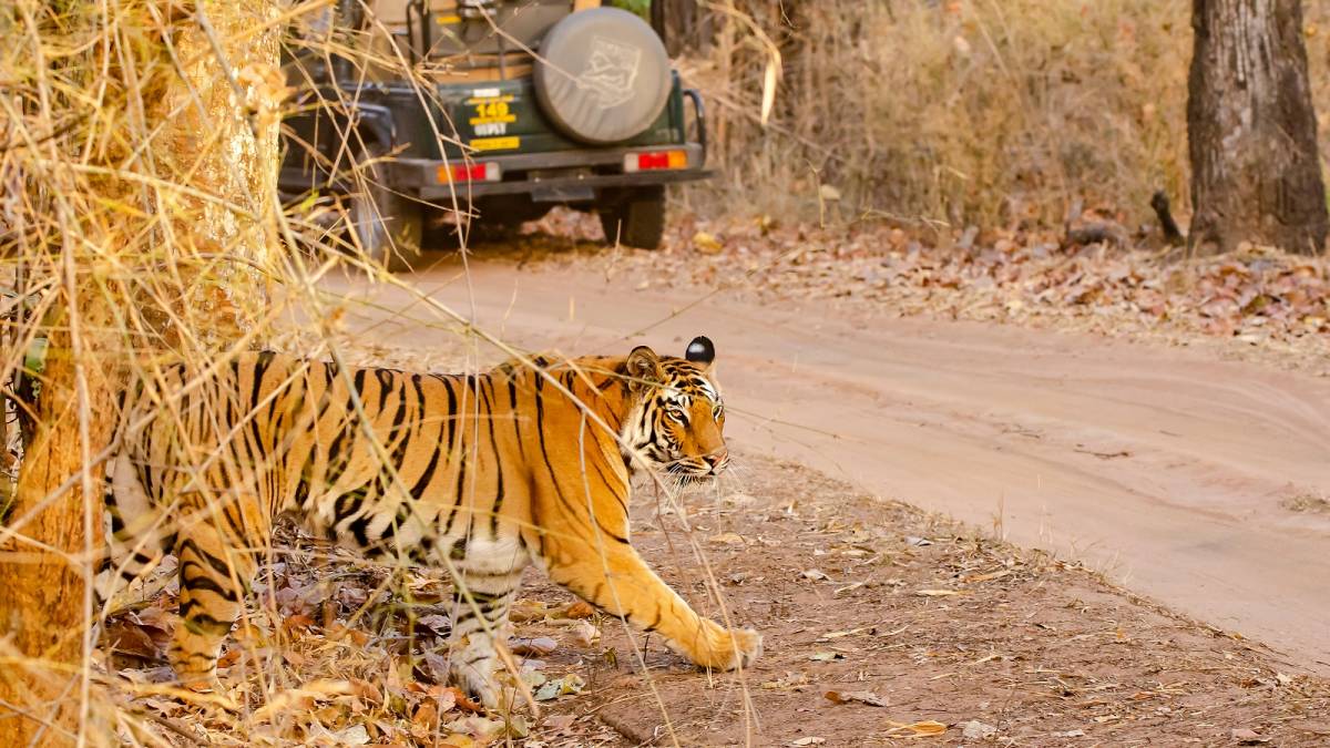 A tiger crossing the safari track inside bandhavgarh tiger reserve during a wildlife safari