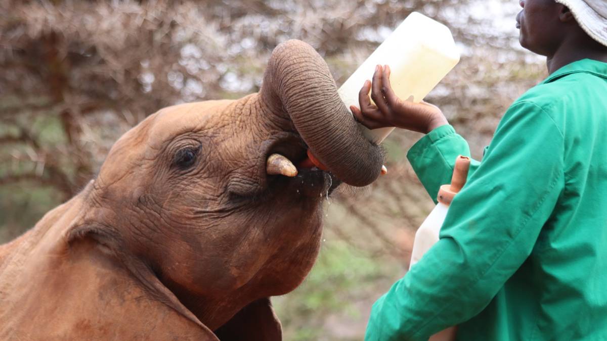 David Sheldrick Elephant Orphanage in Nairobi, Kenya